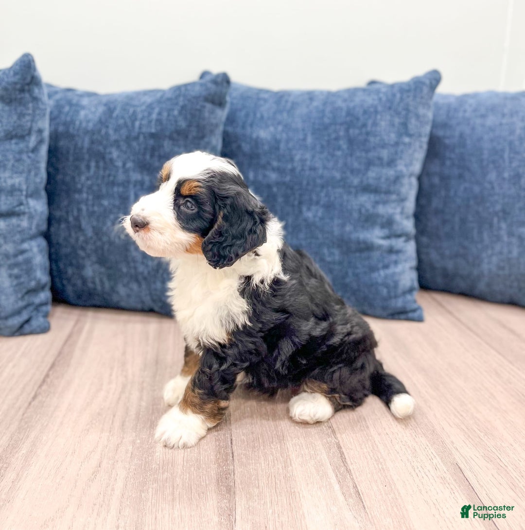 Mini Bernedoodle dogs for sale: Raven - Image 3