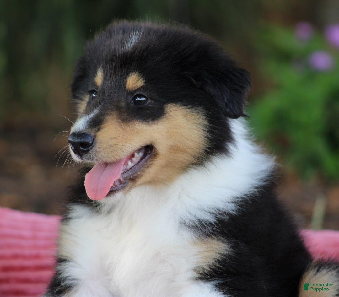 categoriesInfo:categoryAttributeOptions.pets.dogs.breed.roughCollie dogs for sale: Kenzie - Image 11