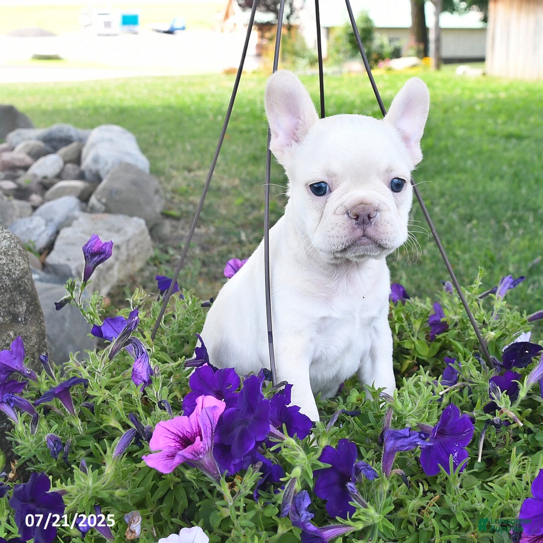 French Bulldog dogs for sale: Frank - Image 4