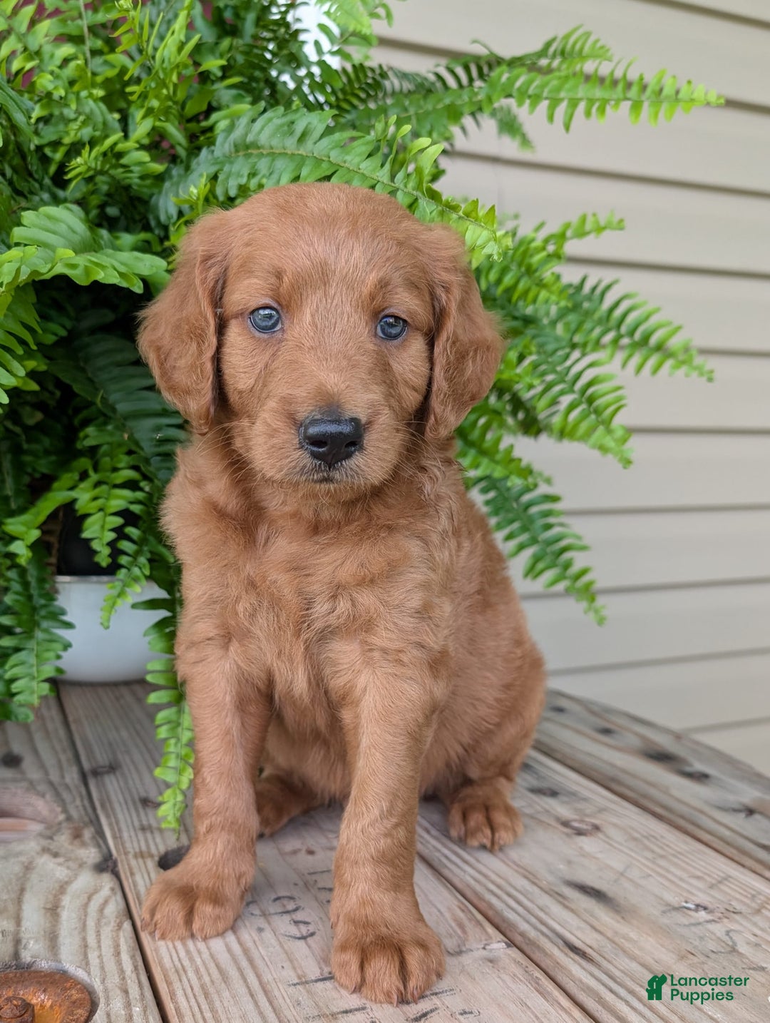 Goldendoodle dogs for sale: Flip - Image 23