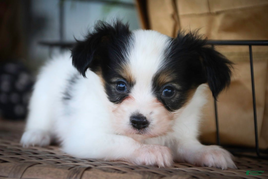 Papillon dogs for sale: Laramie - Image 1