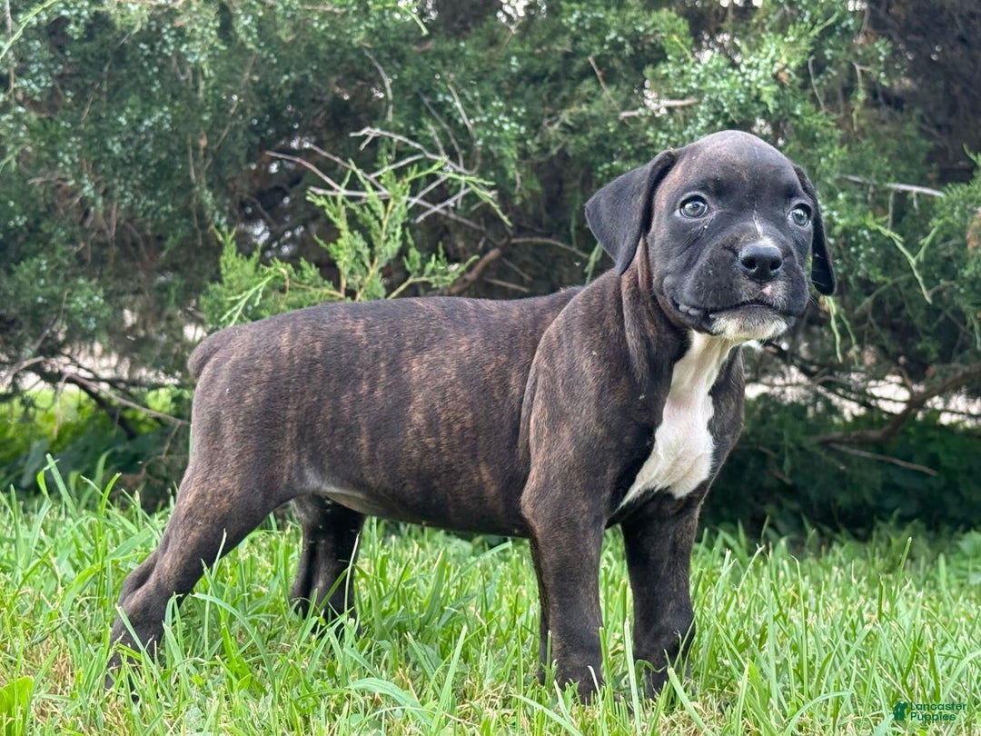 Boxer dogs for sale: Jalissa - Image 2