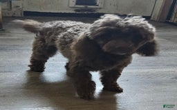 Toy Poodle dogs for sale: Paisley Number 1 Girl - Image 8