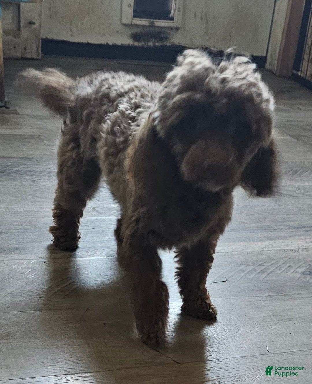 Toy Poodle dogs for sale: Paisley Number 1 Girl - Image 8