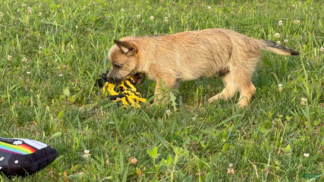 Cairn Terrier dogs for sale: Carol - Image 3