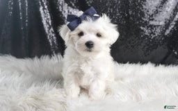 Maltese dogs for sale: Eaton - Image 5