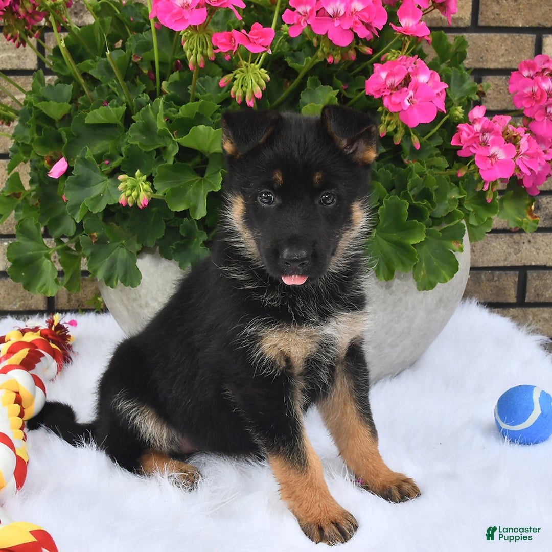 German Shepherd dogs for sale: Hope - Image 5