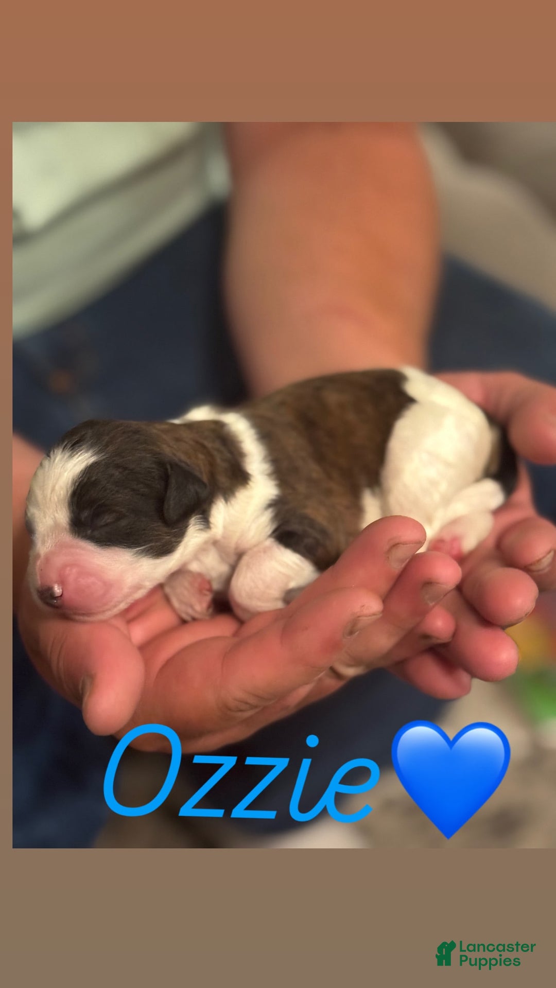 Goldendoodle dogs for sale: Ozzie - Image 1
