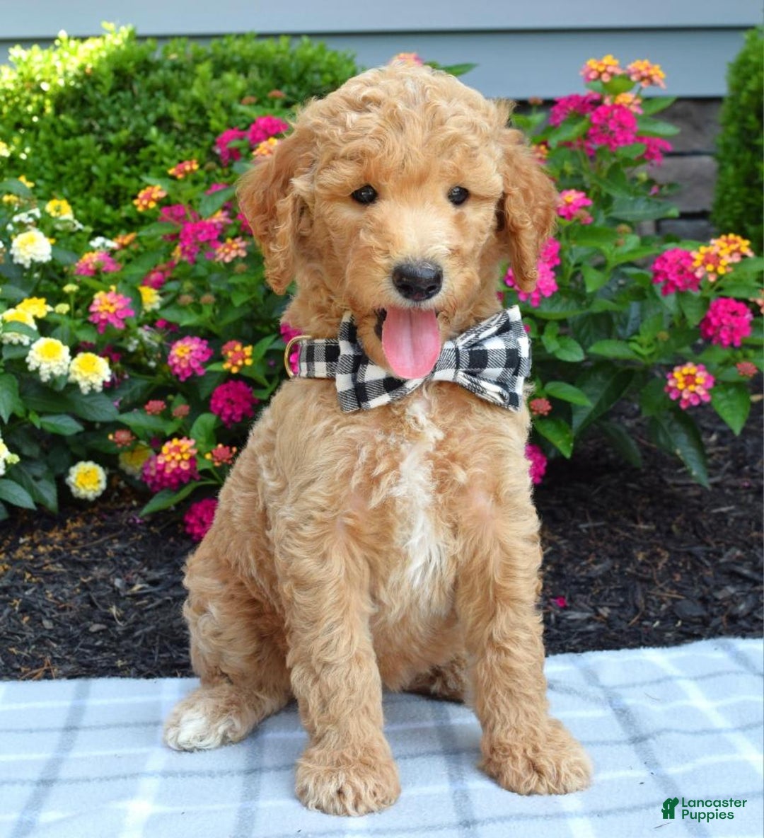 Standard Poodle dogs for sale: Duke - Image 5