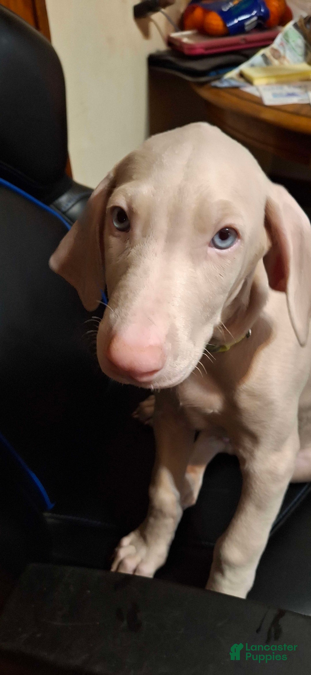 Doberman Pinscher dogs for sale: Spawn - Image 3