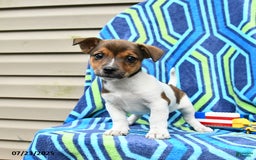 Jack Russell Terrier dogs for sale: Indos - Image 1
