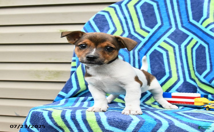 Jack Russell Terrier dogs for sale - Ad 3
