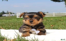 Yorkshire Terrier dogs for sale: Koda - Image 3