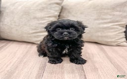 Shihpoo dogs for sale: Jasper - Image 5