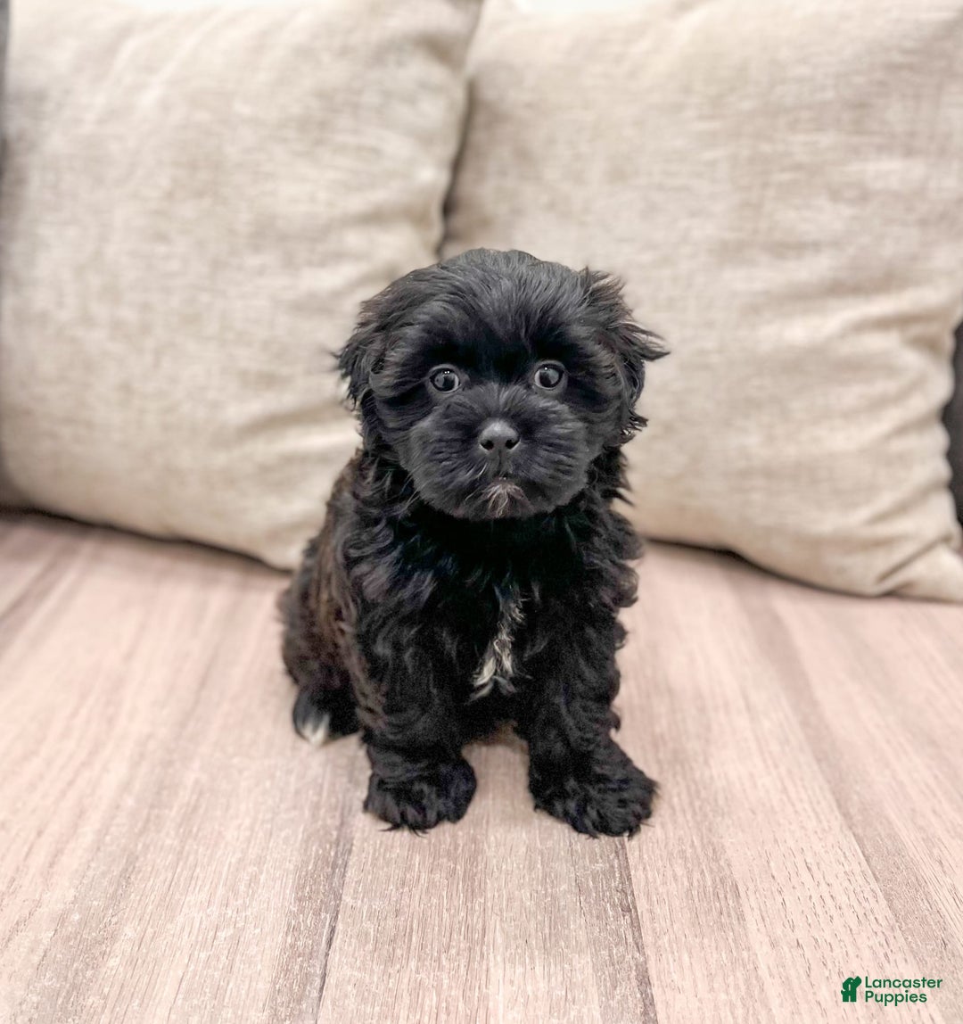 Shihpoo dogs for sale: Jasper - Image 5