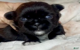 Shih Tzu dogs for sale: Beauty-mini - Image 8