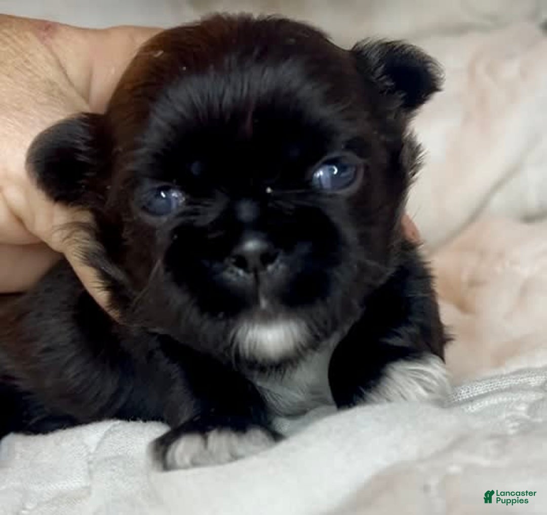 Shih Tzu dogs for sale: Beauty-mini - Image 8