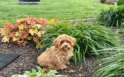 Maltipoo dogs for sale: Cody - Image 3