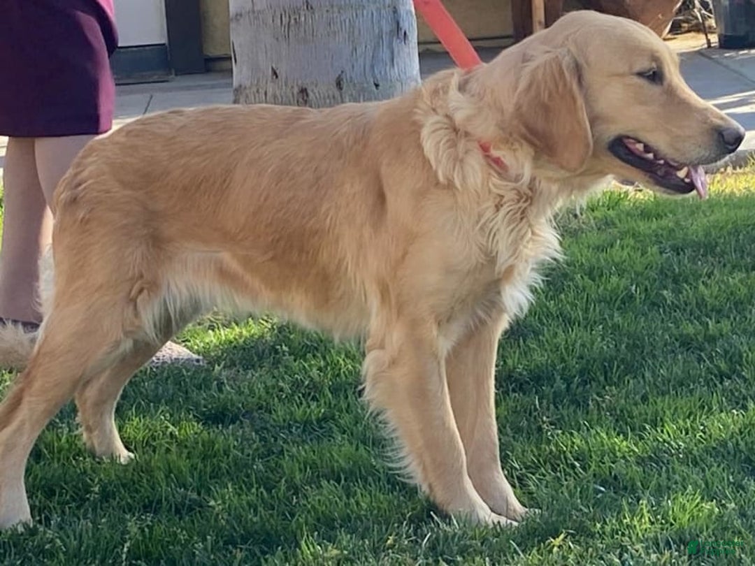 Golden Retriever dogs for sale: Marley - Image 7