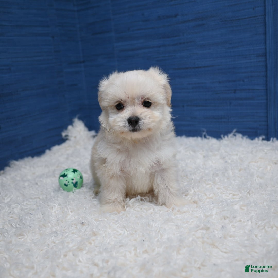 Shihpoo dogs for sale: Cedric - Image 20