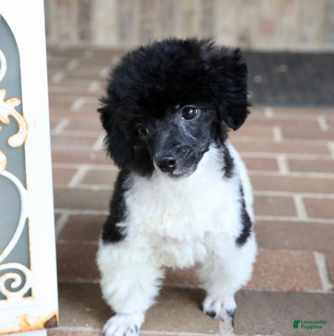 Miniature Poodle dogs for sale: Nugget - Image 22