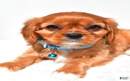 Cavalier King Charles Spaniel dogs for sale: Princess - Image 4