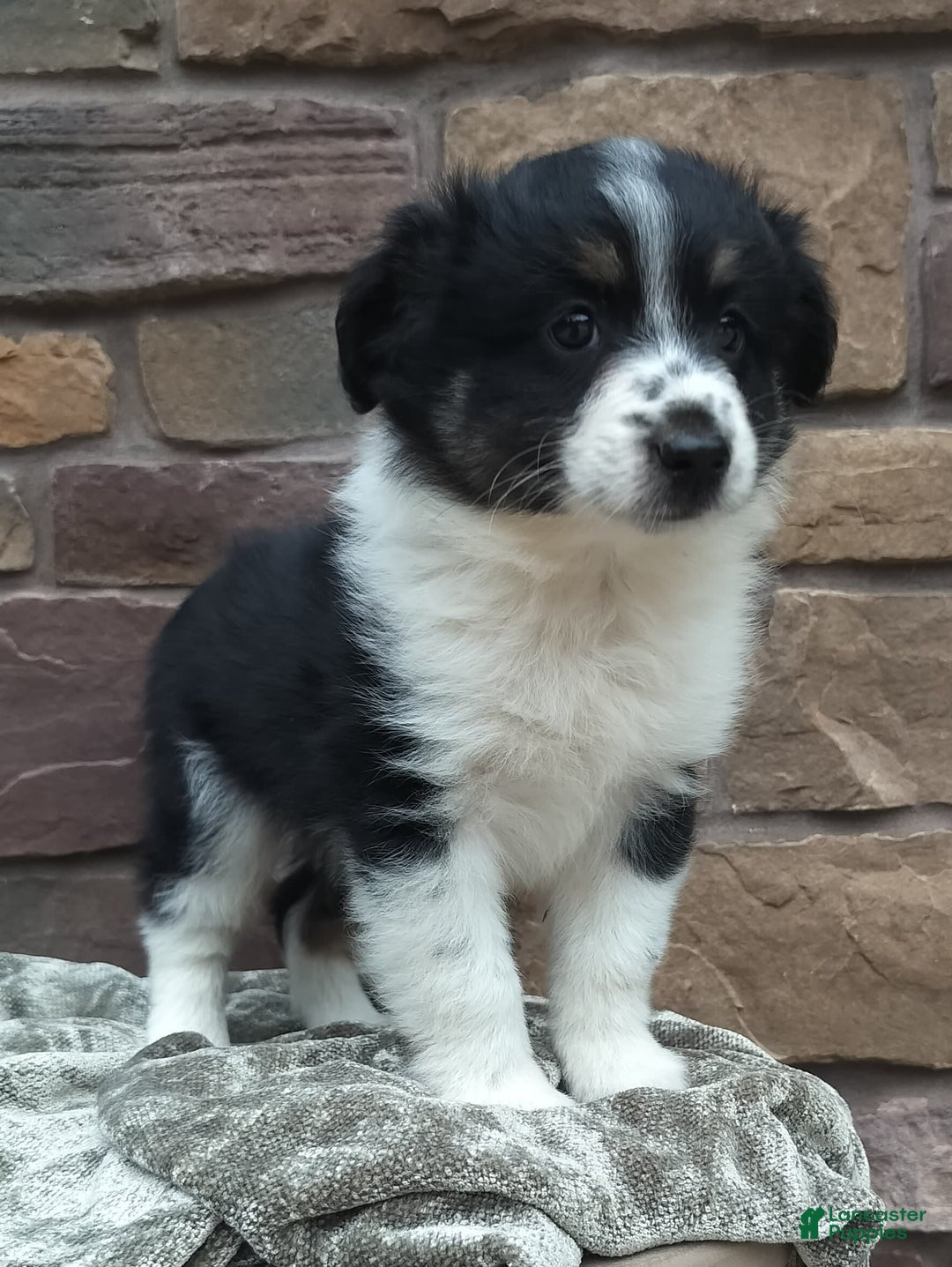 Miniature Australian Shepherd dogs for sale: Maggie - Image 5
