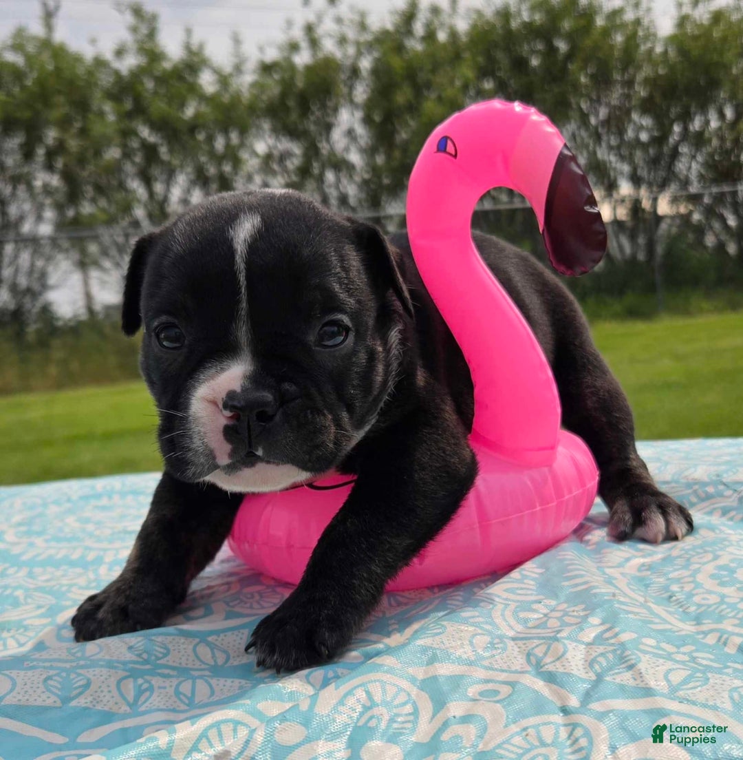 Olde English Bulldogge dogs for sale: Maggie - Image 2