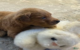 Goldendoodle dogs for sale: Loving Runti - Image 4