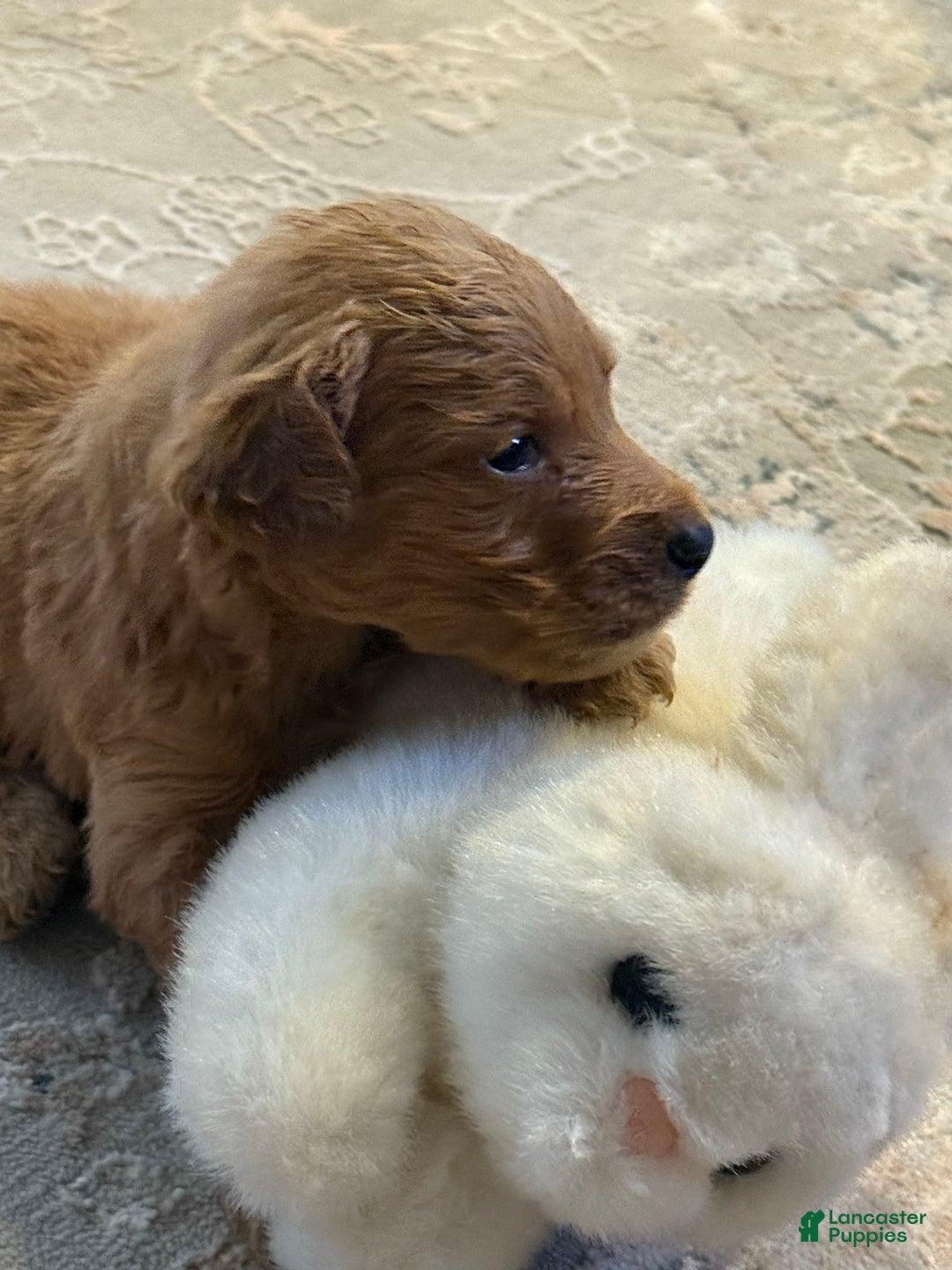 Goldendoodle dogs for sale: Loving Runti - Image 4