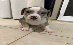 American Bully dogs for sale: Charlie - Image 1