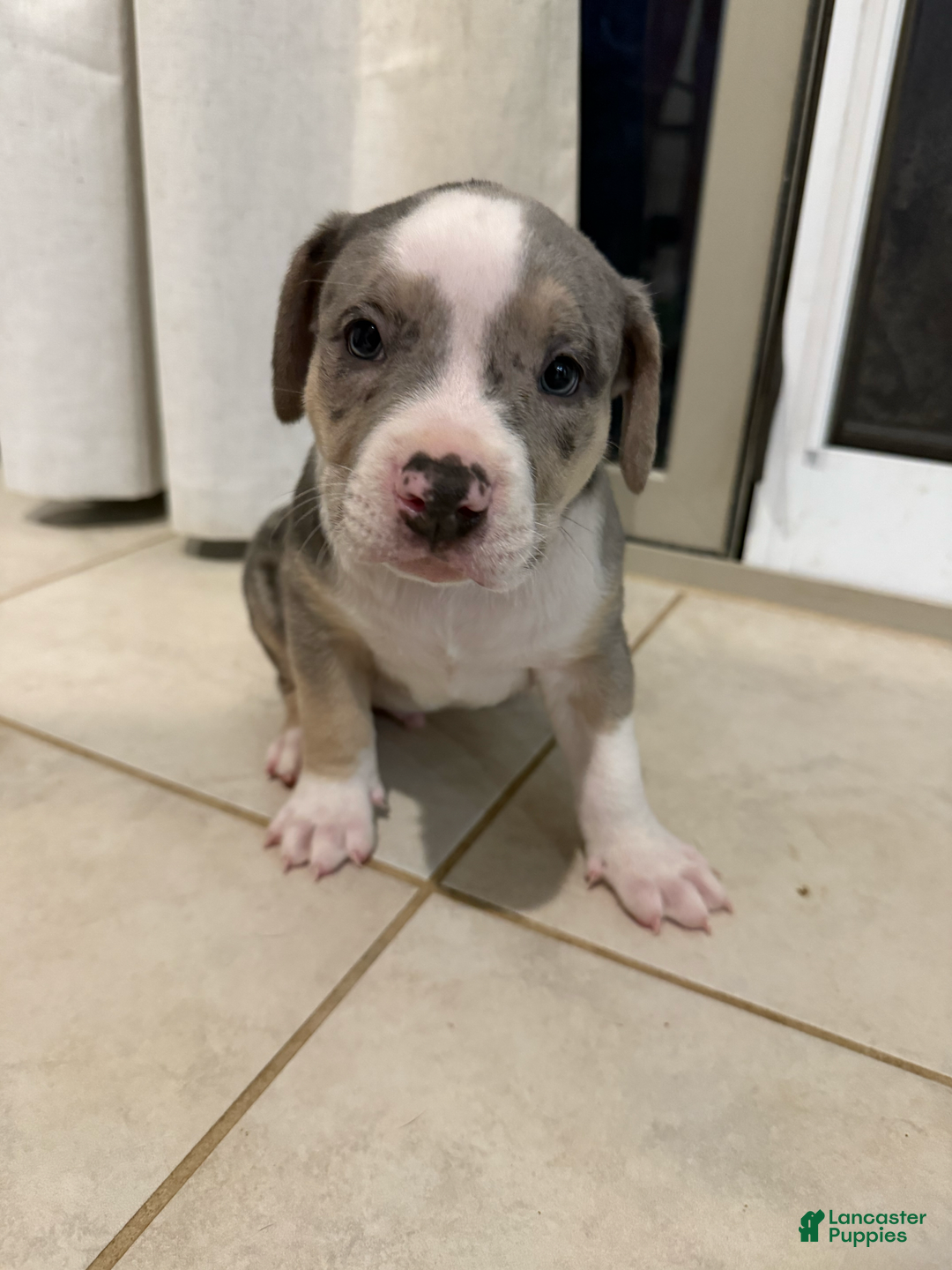 American Bully dogs for sale: Charlie - Image 1
