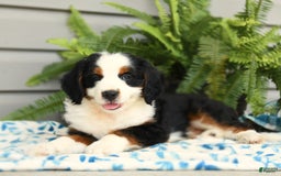 Bernedoodle dogs for sale: Pepper - Image 1