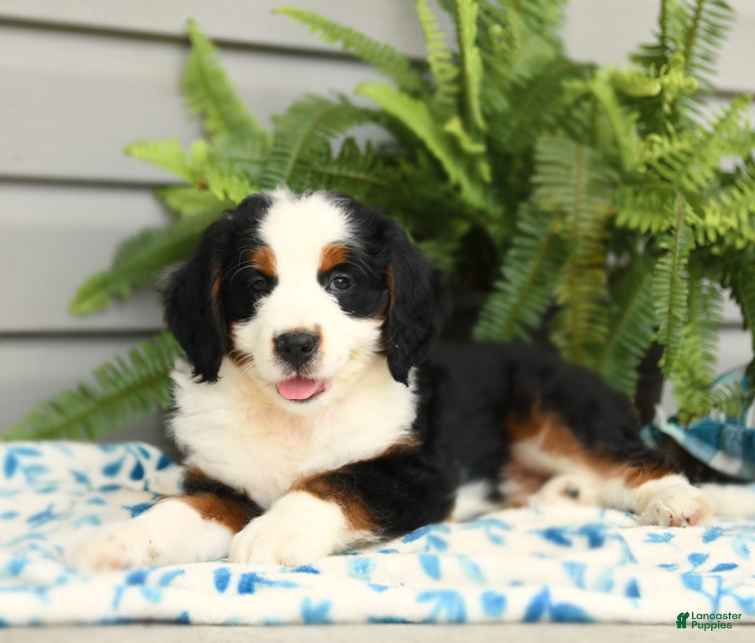 Bernedoodle dogs for sale: Pepper - Image 1