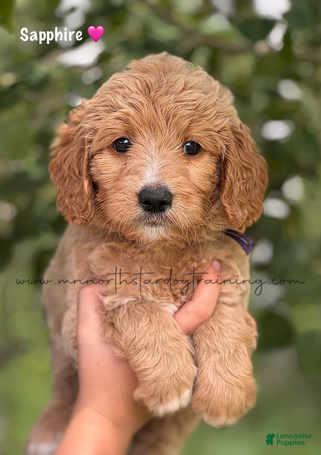 Goldendoodle dogs for sale: Sapphire - Image 1