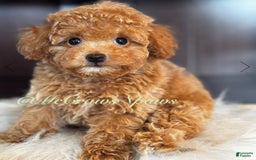 Toy Poodle dogs for sale: Little Boy - Image 4