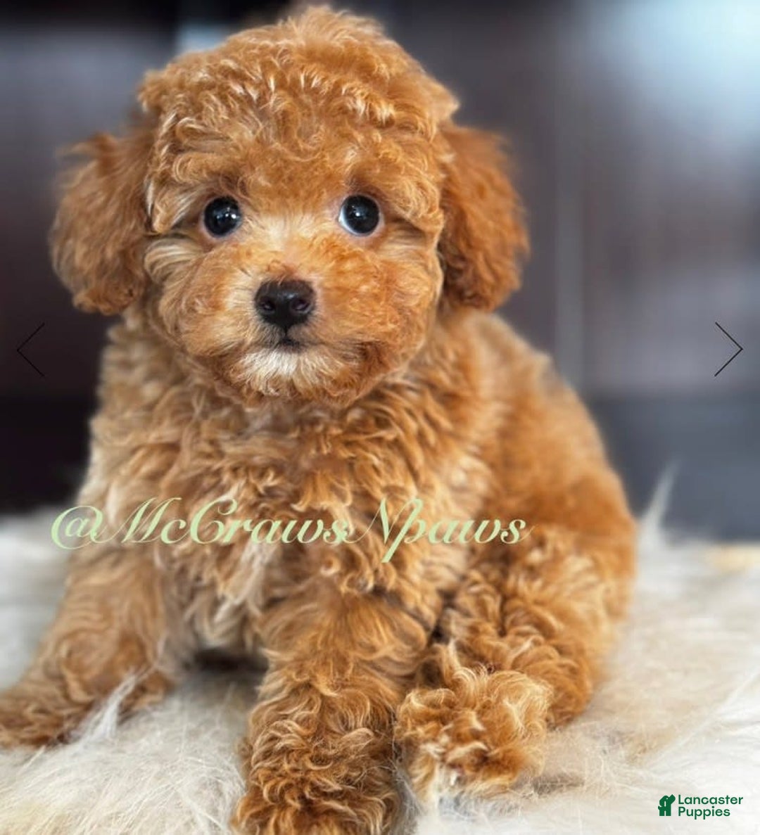Toy Poodle dogs for sale: Little Boy - Image 4