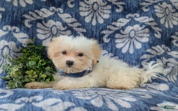 Maltese dogs for sale: Graham - Image 4