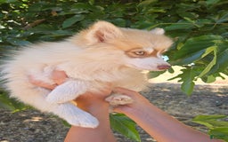 Pomsky dogs for sale: Sweetie Pie - Image 2