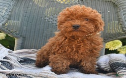 Bichpoo dogs for sale: Caspar - Image 7