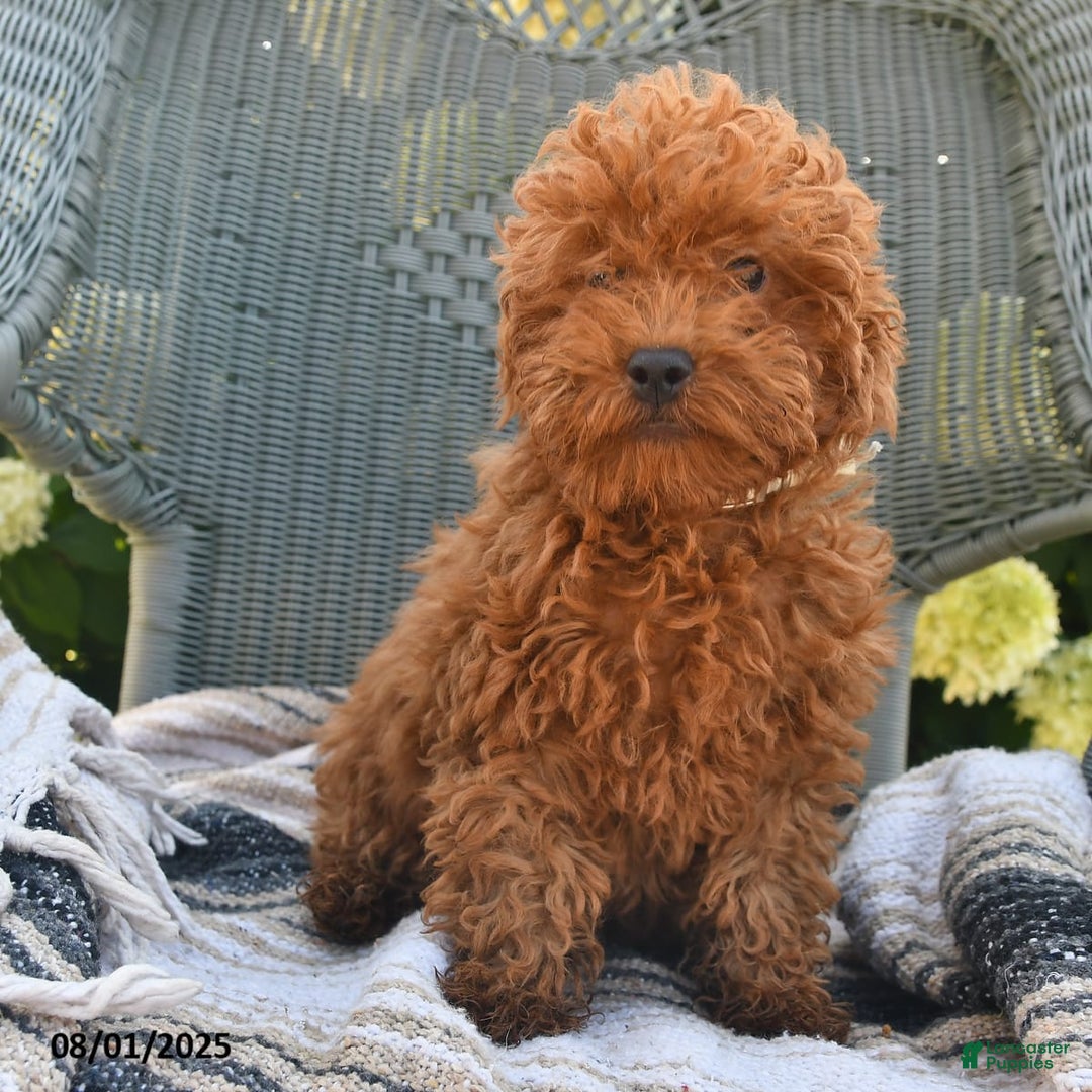 Bichpoo dogs for sale: Caspar - Image 7