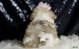 Maltipoo dogs for sale: Beans - Image 1