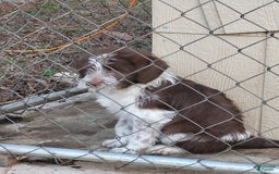 Aussiedoodle dogs for sale: Lulu - Image 2