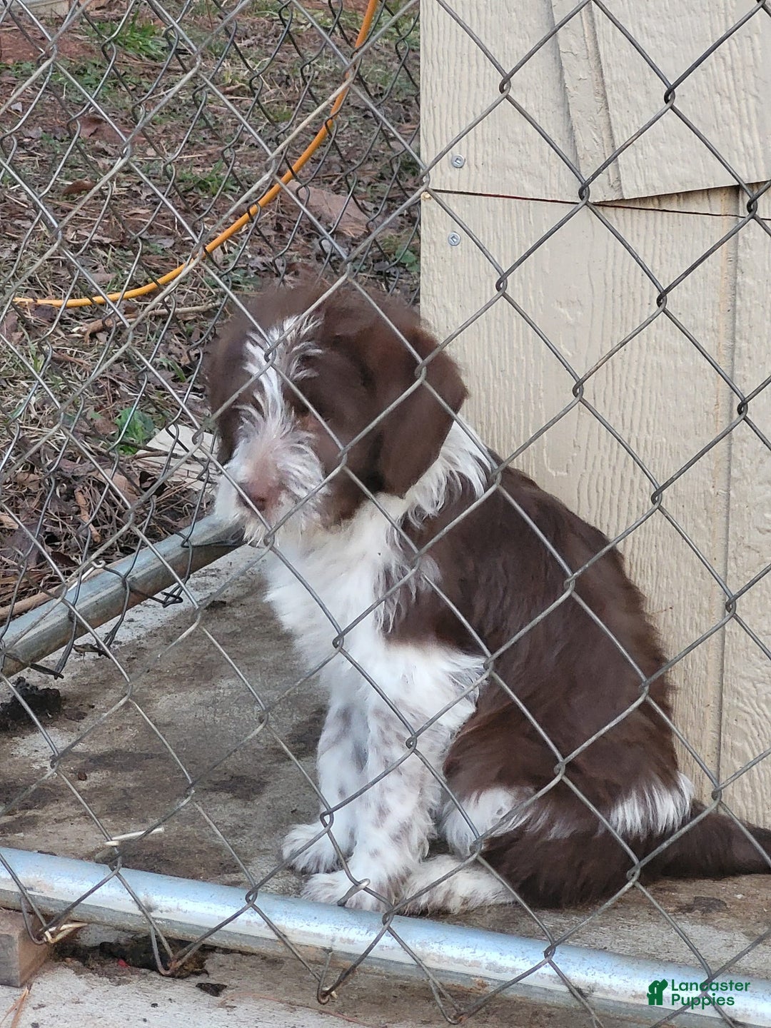 Aussiedoodle dogs for sale: Lulu - Image 2