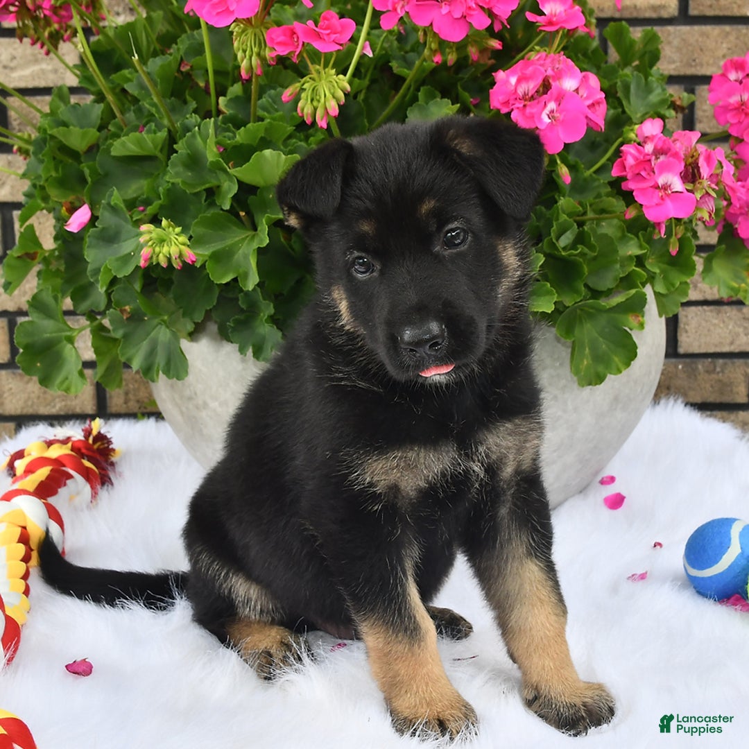 German Shepherd dogs for sale: Alex - Image 2