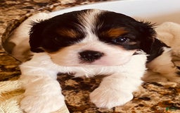 Cavalier King Charles Spaniel dogs for sale: Tri - Image 11