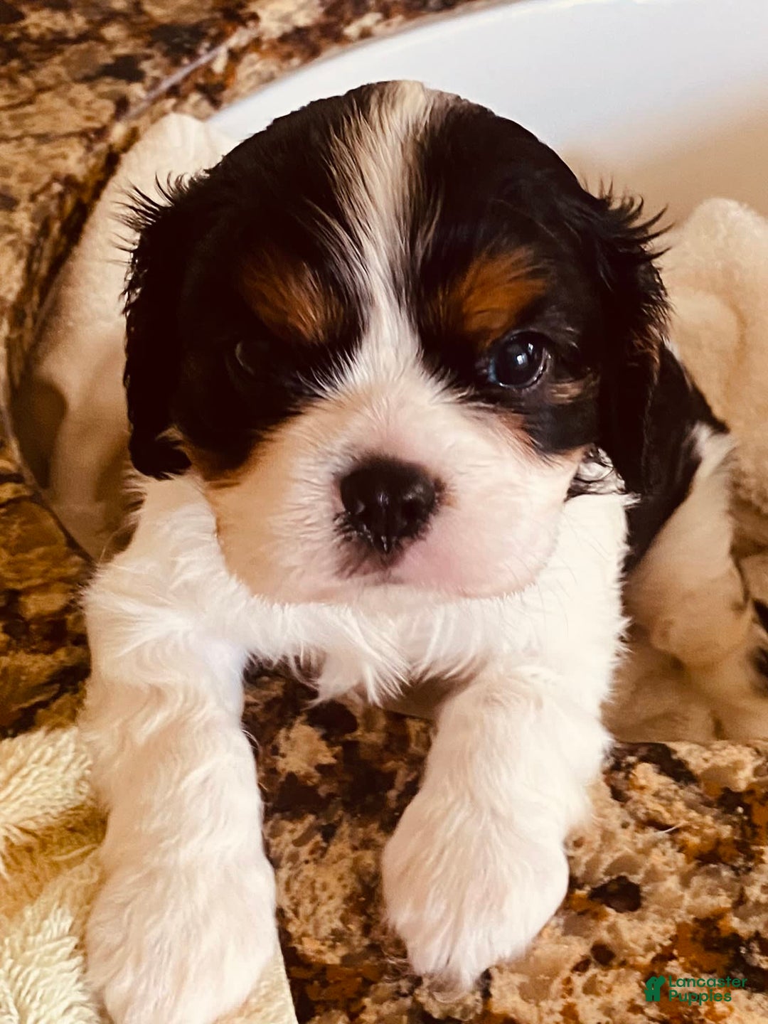 Cavalier King Charles Spaniel dogs for sale: Tri - Image 11