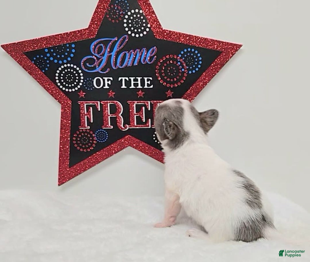 Chihuahua dogs for sale: Leo - Image 3