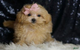 Maltipoo dogs for sale: Maltipoo 4 puppies - Image 5