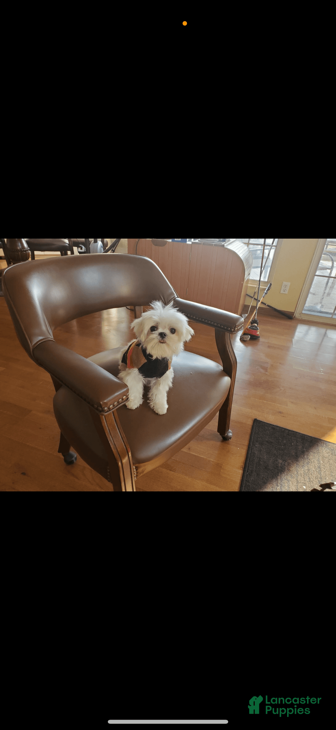 Maltese dogs for sale: Ryan - Image 6